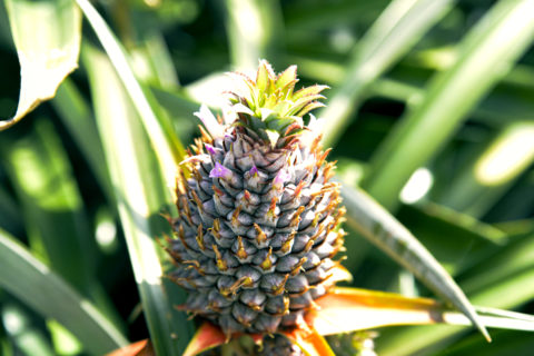 沖縄 パイナップル フリー素材