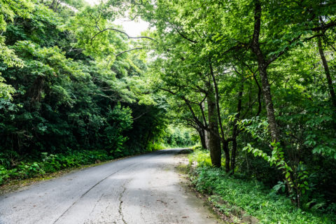 本部町 自然 フリー素材